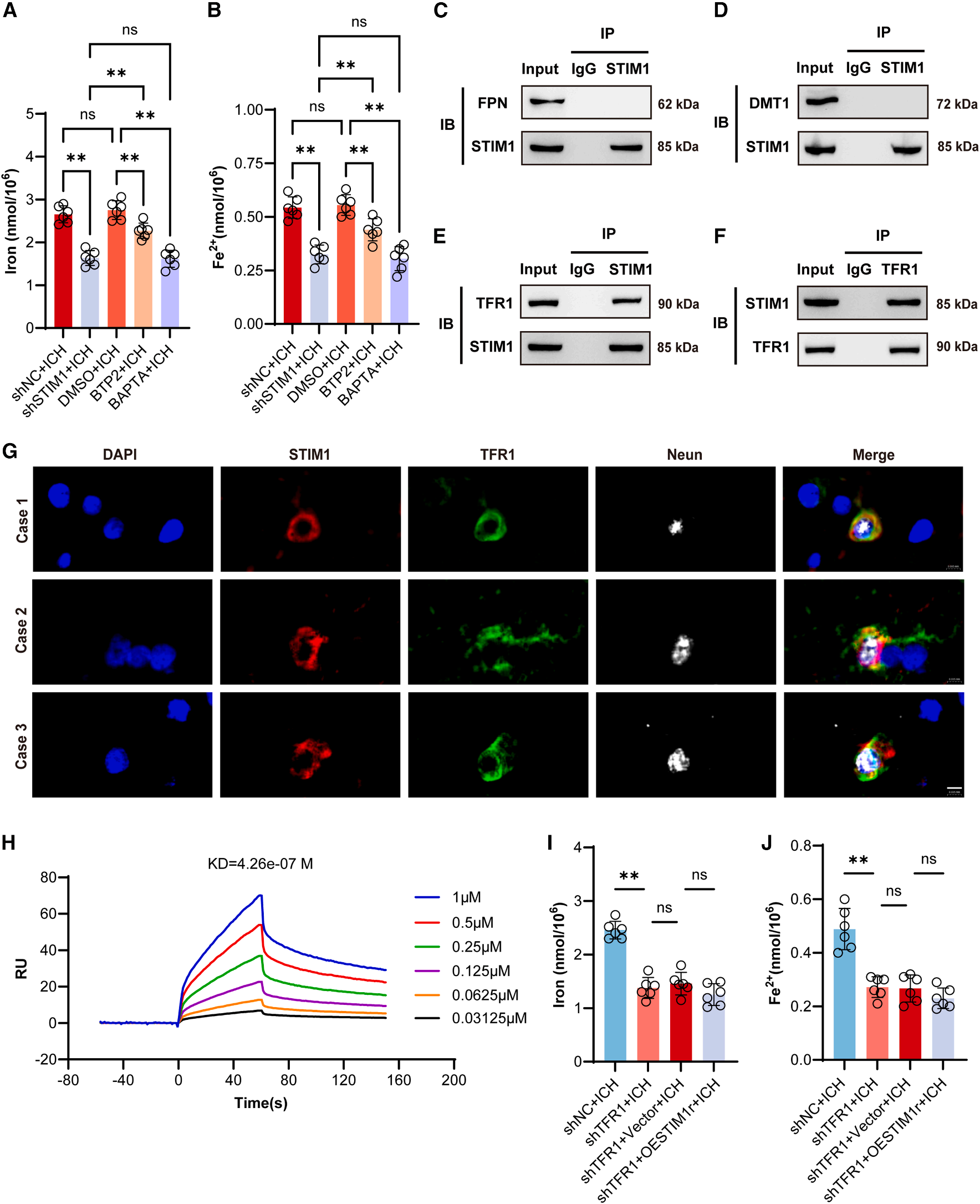 STIM1 regulates iron homeostasis and promotes neuronal ferroptosis to aggravate cerebral hemorrhage